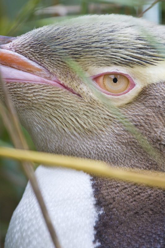 Yellow-Eyed Penguin